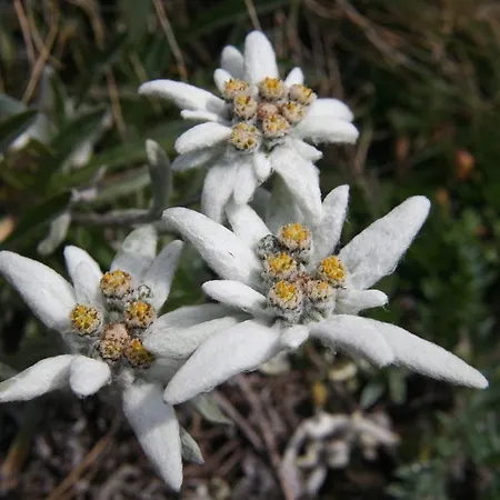 Apartmenthaus Innerkratzerhof Prägraten