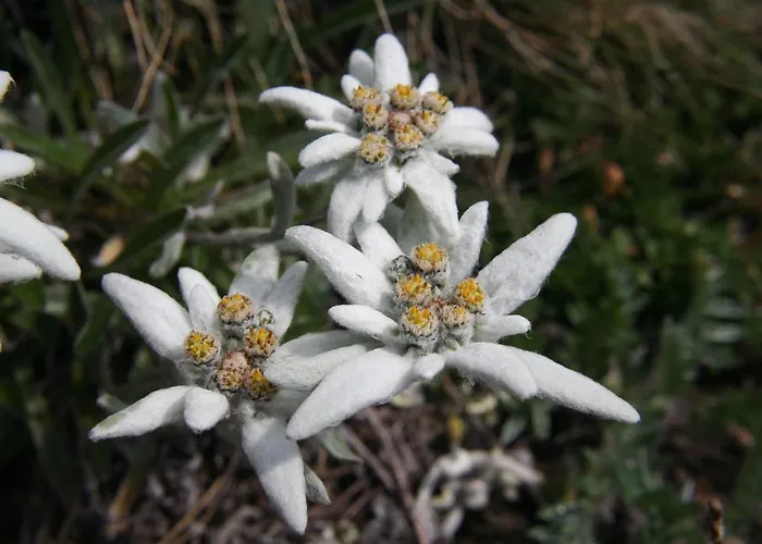Apartmenthaus Innerkratzerhof Prägraten
